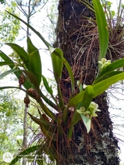 Prosthechea radiata