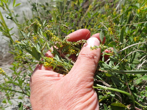 Melilotus indicus observed 2026-10-26