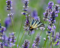 Iphiclides podalirius