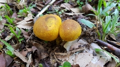 Scleroderma sinnamariense