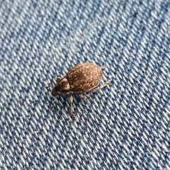 Philopedon plagiatum