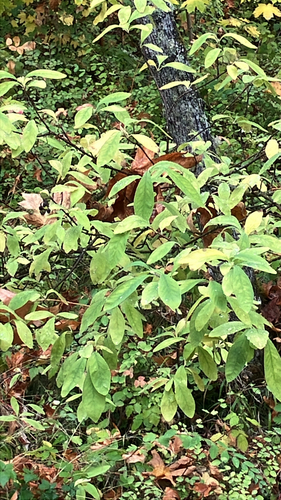 Oemleria cerasiformis, 2026-10-25