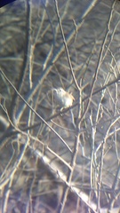 Uropsila leucogastra