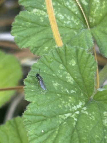 Hydrellia tritici observed 2026-10-26