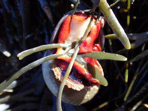 Norrisia norrisii, 2026-10-25