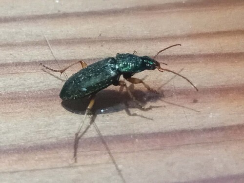 Chlaenius