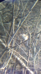 Uropsila leucogastra