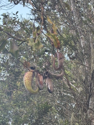 Nepenthes maxima observed 2026-10-13