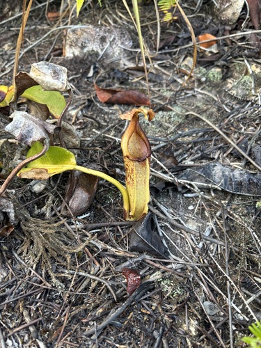 Nepenthes maxima observed 2026-10-13