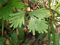Selaginella parkeri