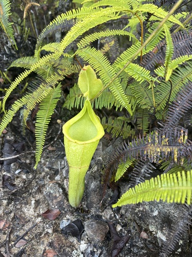 Nepenthes maxima observed 2026-10-13
