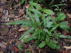 Selaginella parkeri