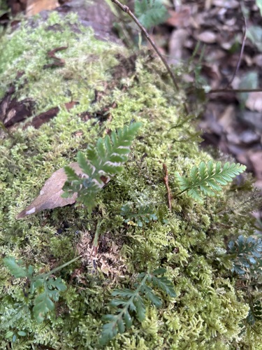 Davallia repens observed 2026-10-13