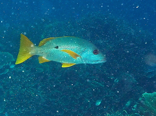 Lutjanus monostigma observed 2026-10-15