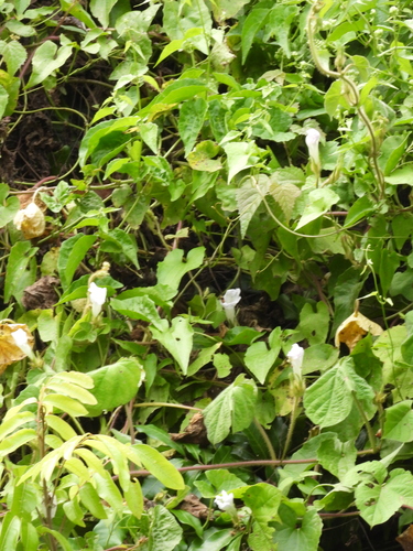 Ipomoea nil observed 2026-10-25