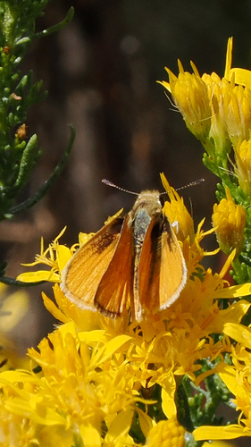 Orange Skipperling
