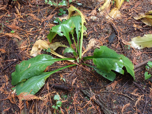 Lysichiton americanus, 2026-10-25