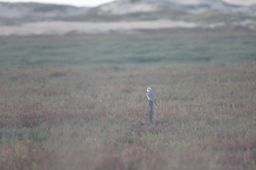 North American White-tailed Kite
