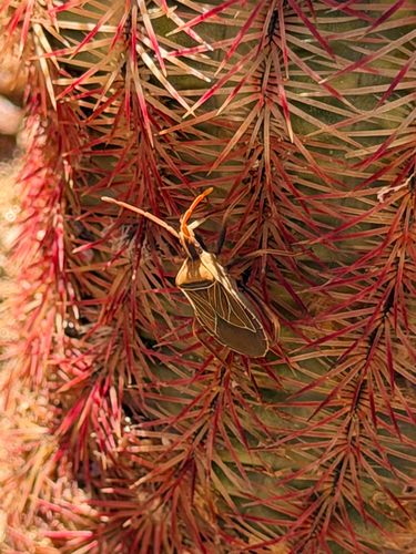 Cactus Coreid Bug