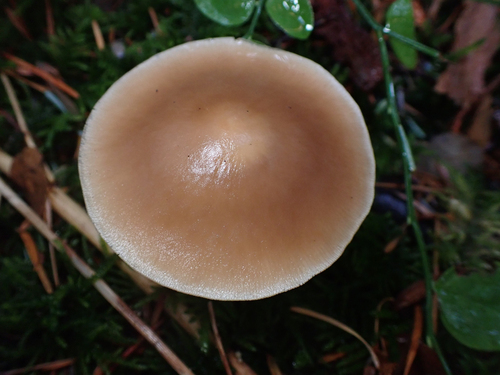 Rhodocollybia butyracea, 2026-10-25