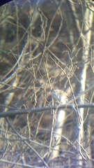 Uropsila leucogastra