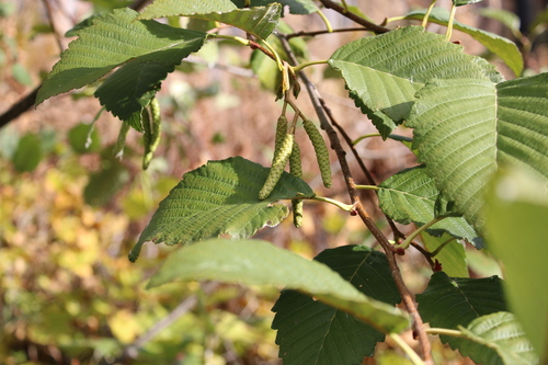 Alnus rubra observed 2026-10-25