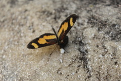 Acraea cabira