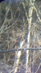 Uropsila leucogastra