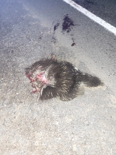 North American Porcupine