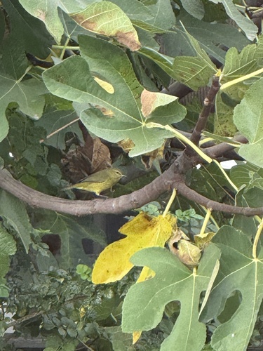 Orange-crowned Warbler