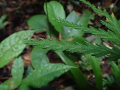 Selaginella parkeri