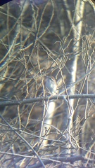 Uropsila leucogastra