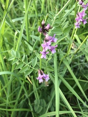 Vicia sepium