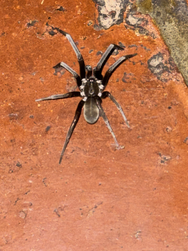 Southern House Spider