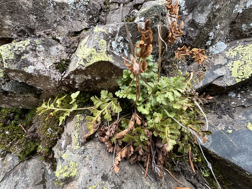 Cryptogramma stelleri, 2026-10-25