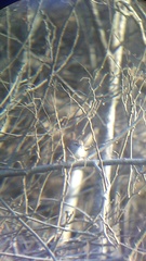 Uropsila leucogastra