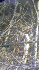 Uropsila leucogastra