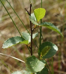 Betula humilis
