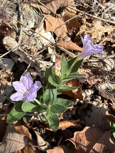 Ruellia humilis observed 2026-10-25