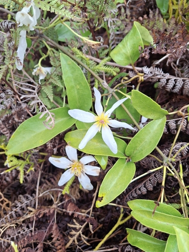 Clematis paniculata observed 2026-10-26