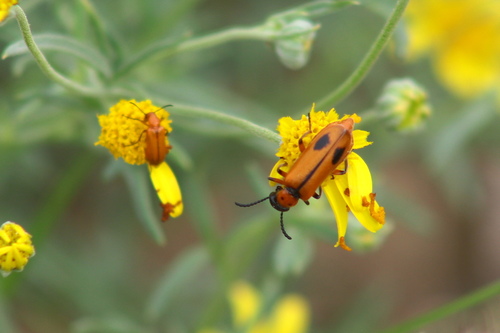 Lytta biguttata