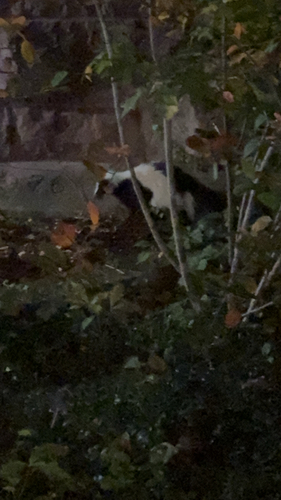 Striped Skunk