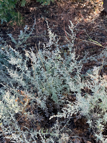 Silver Wormwood