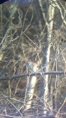 Uropsila leucogastra