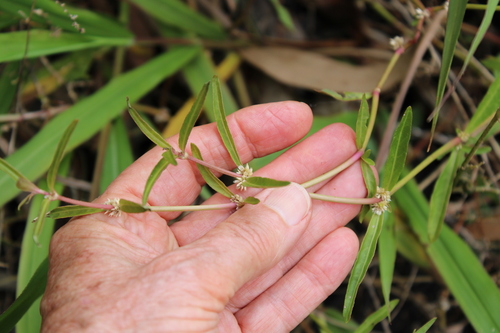 Alternanthera observed 2026-10-26