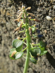 Muscari armeniacum