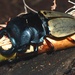 Giant Yellow Stag Beetle - Photo (c) Bernard DUPONT, some rights reserved (CC BY-SA)