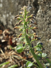 Muscari armeniacum