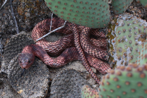 Masticophis flagellum observed 2026-10-24