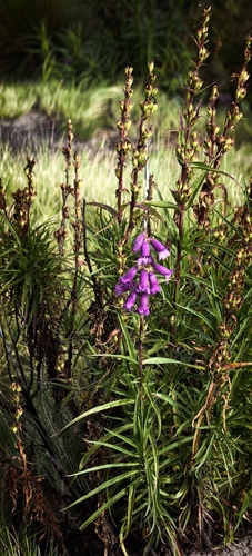 Penstemon observed 2026-10-25